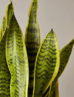 Snake Plant Laurentii